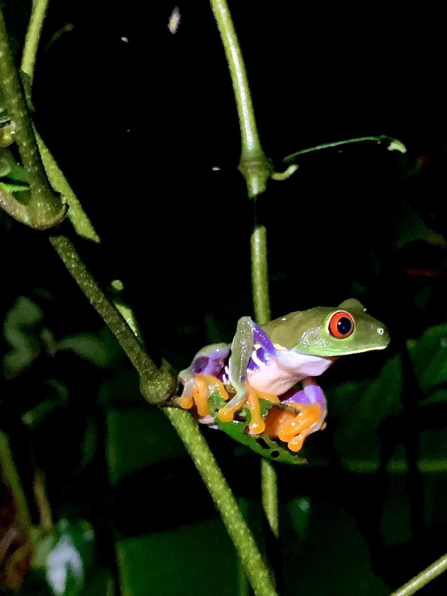 H Et L Apartment Tortuguero Luaran gambar